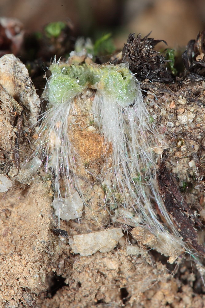 Riccia glauca L. ???